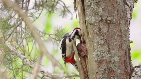 gran pájaro carpintero manchado en un árbol en busca de comida. gran carpintero manchado (dendrocopos major) es un carpintero de tamaño mediano con plumaje negro y blanco y una mancha roja en la parte inferior del vientre