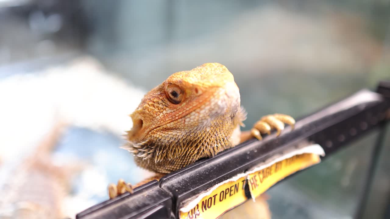A bearded dragon peers through a glass enclosure, showcasing curiosity and alertness in a brightly lit environment