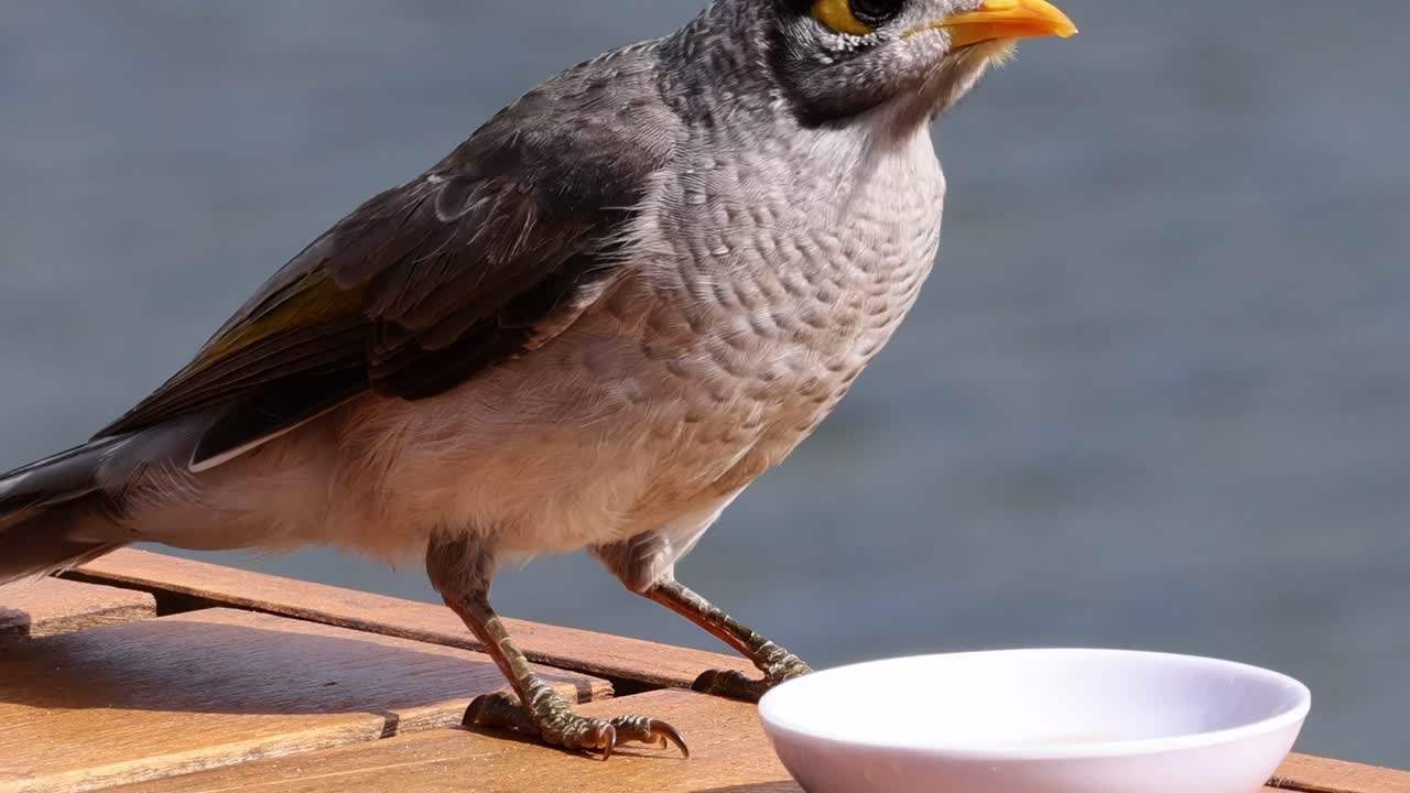 A bird curiously drinks from a small white bowl on a wooden deck by the water.