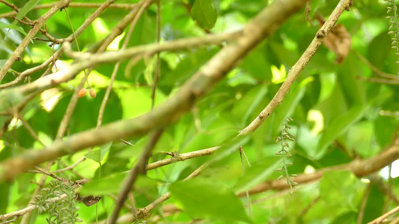 Bird jumps on tree branches. Low angle