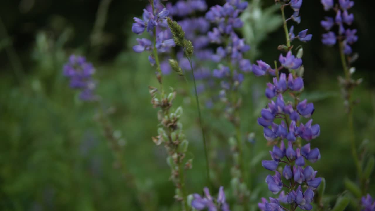 hermosas flores moradas en el prado