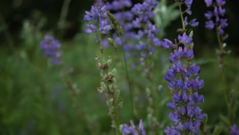 Schöne-Lila-Blumen-Auf-Der-Wiese