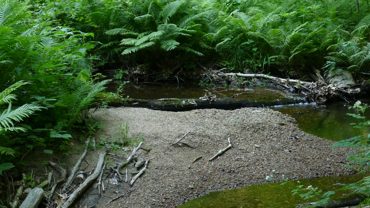 un pequeño riachuelo en medio de un bosque en ontario, canadá, tiro medio de derecha a izquierda