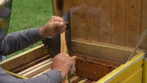 The-Beekeeper-Shook-Honey-Bees-from-the-Honeycomb-Wooden-Frame