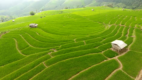 rice field terrace on mountain agriculture land.