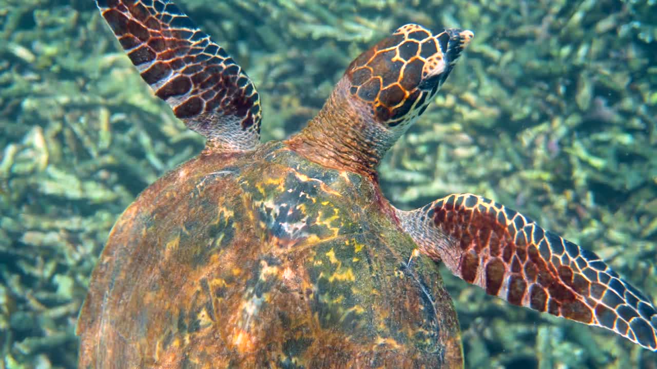 Close up of hawksbill sea turtle swimming in blue ocean. Underwater video of wildlife turtle. Deep ocean wildlife.