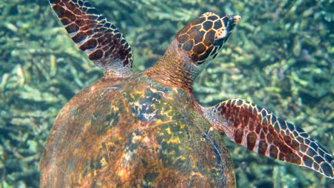 close up of hawksbill sea turtle swimming in blue ocean. underwater video of wildlife turtle. deep ocean wildlife.