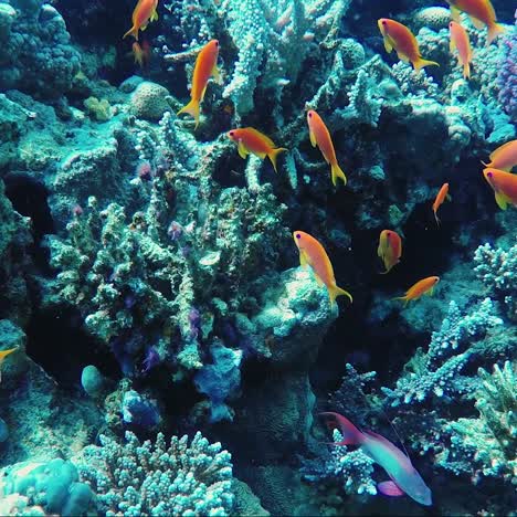 ecosystem of a coral reef with a lot of fish red sea anthias 3