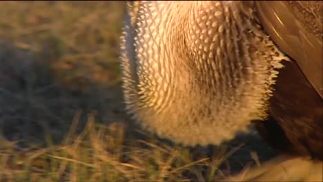 Grouse-And-Mating-Rituals