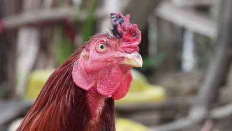 beautiful male hen in home