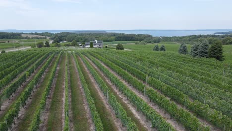 lines of grape plant growing in vineyard, aerial drone view