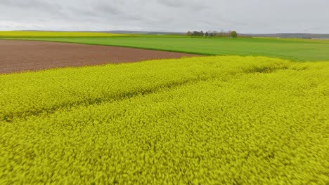 Rapsfelder-Auf-Bodenniveau,-Luftaufnahme-Einer-Drohne