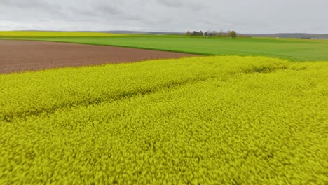 campos de colza a nivel del suelo disparado por un dron aéreo