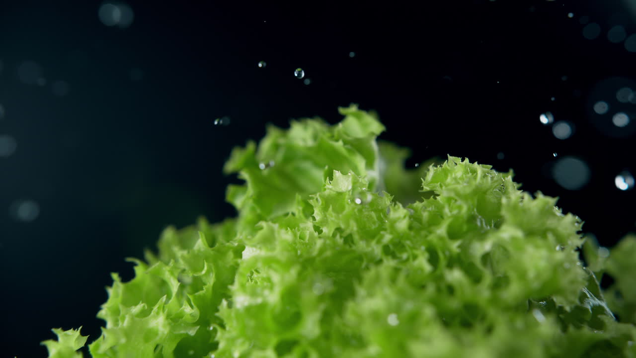 кудрявый салат энергично раскачивается, и капли воды брызгают вокруг.