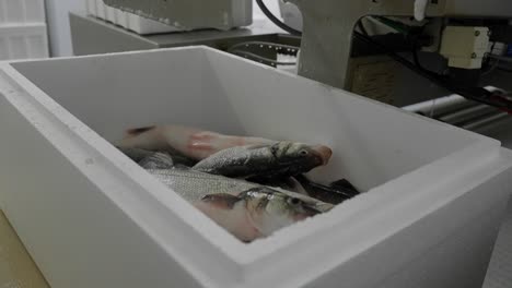 Close-up-of-fresh-bass-fish-being-put-into-a-Styrofoam-cooler-for-transport