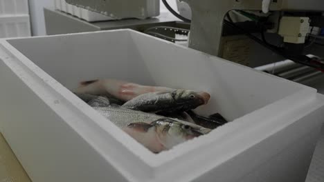 close-up de pescado fresco de lubina que se coloca en un refrigerador de espuma de poliestireno para su transporte