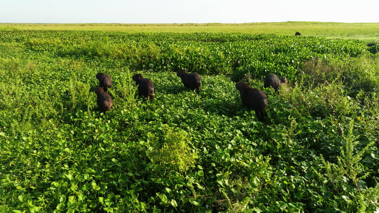 Group Of Greater Capybara Roaming Through Green Grass In Los Llanos, Apure, Venezuela. wide shot