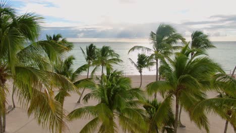 palm trees with coconuts on tropical beach, aerial view, excotic travel destination in dominican republic