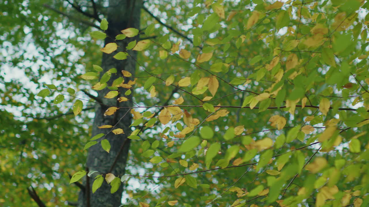 A shot of a tree bursting with vibrant green and yellow leaves. The camera slowly pans through the branches,