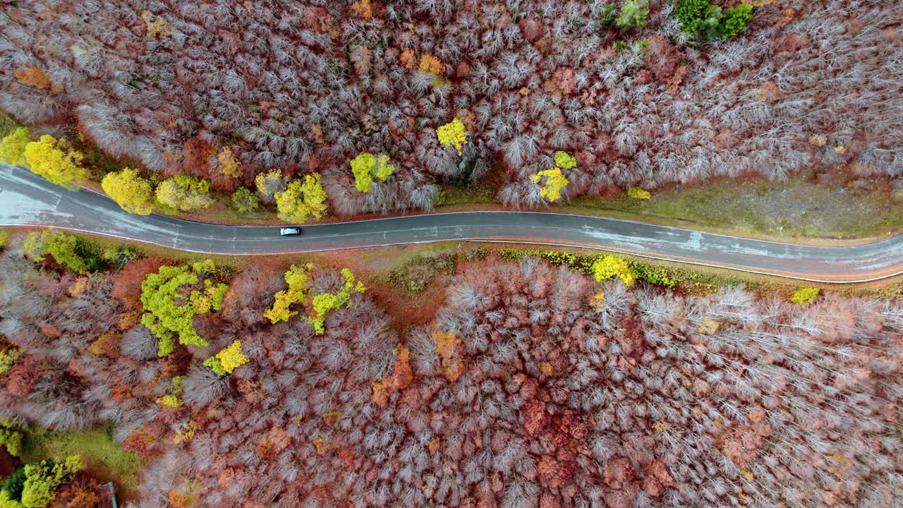 Drone view of car in vibrant autumn forest, peaceful and scenic