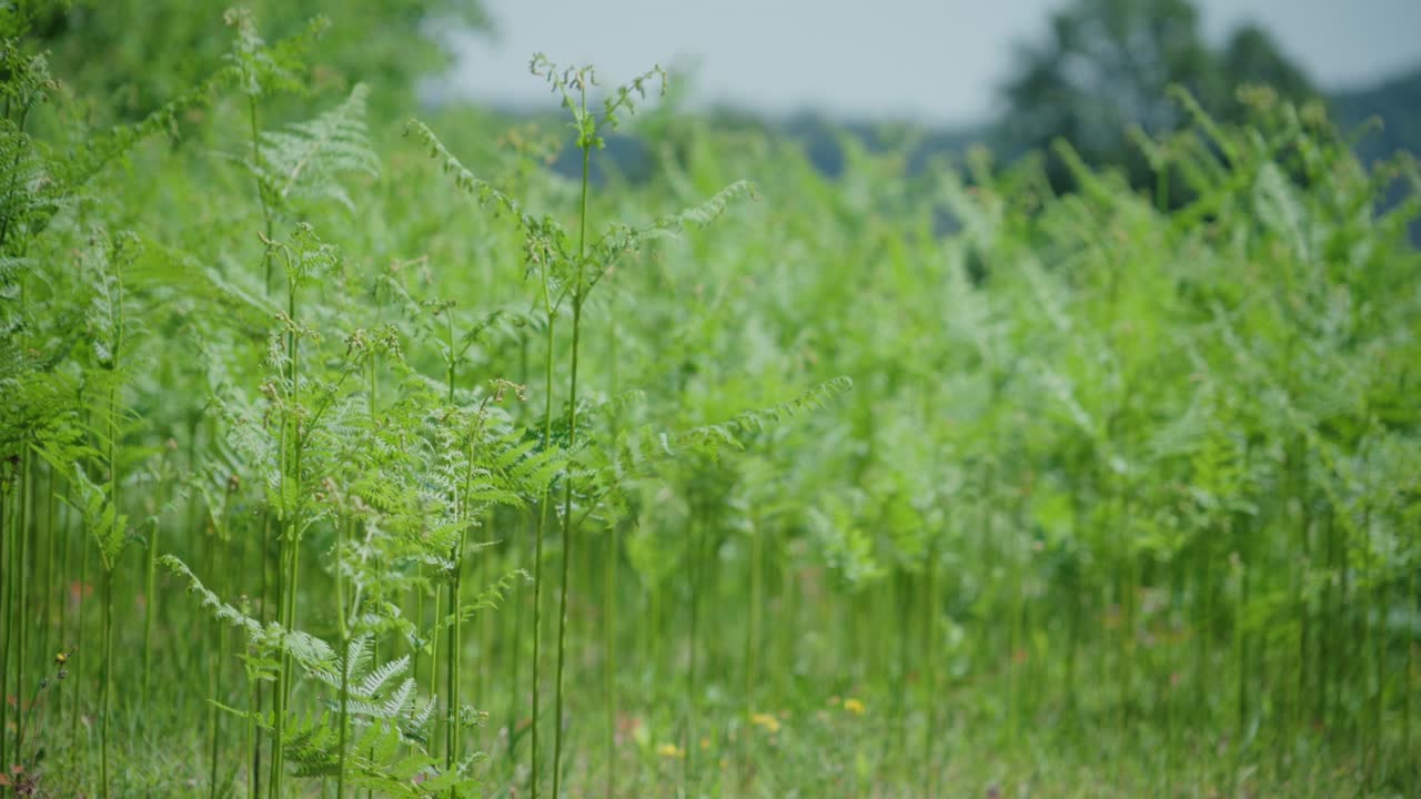 Dense field of fresh ferns and grasses standing still in calm outdoor environment