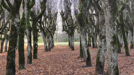 The-old-linden-park-in-the-territory-of-the-manor,-the-leaves-have-fallen