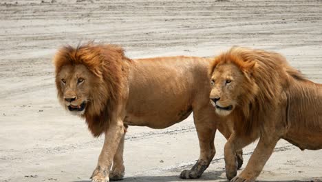 lions walking side by side on a sandy path, captured during a safari in tanzania