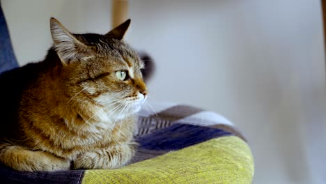 interior. the cat sits on a chair.