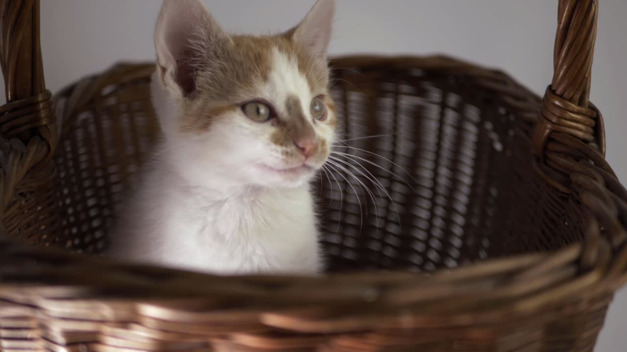 Cute white and ginger kitten licking lips in a basket medium shot