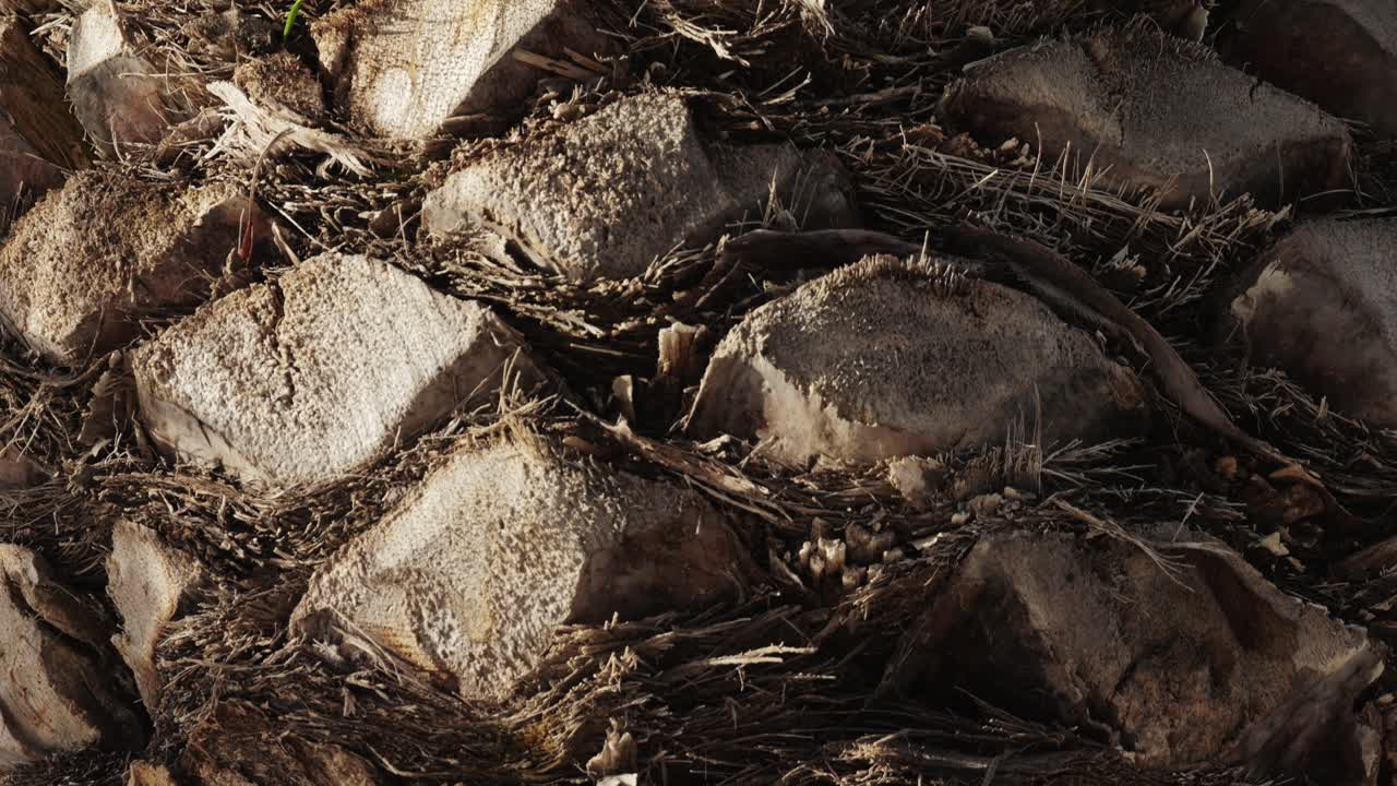 primer plano de un tronco de palmera