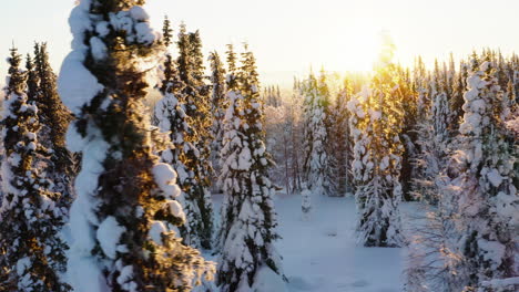 Aerial-view-across-idyllic-Scandinavian-wintertime-sunrise-shining-on-frozen-snow-covered-woodland-trees