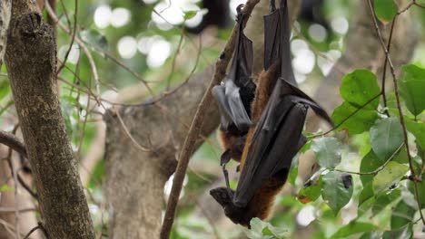 murciélago colgando de un árbol en el bosque a la luz del día "el zorro volador de lyle