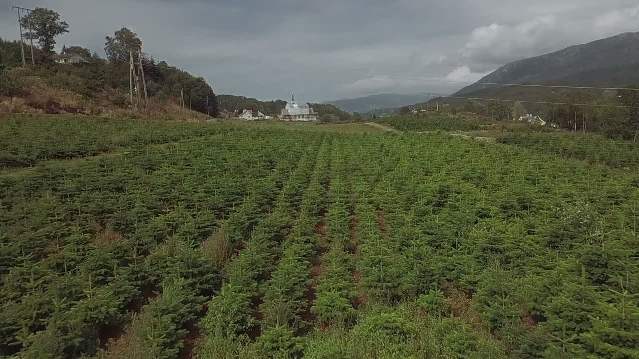 노르웨이에 있는 큰 크리스마스 나무 농장의 조감도