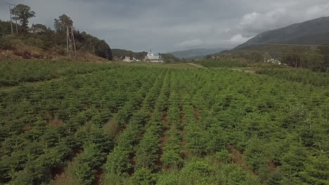 vista aérea de una gran plantación de árboles de navidad en noruega
