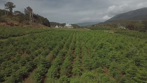 aerial view of a big plantation of christmas trees in norway