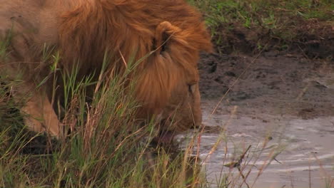 a male lion drinks water from a creek