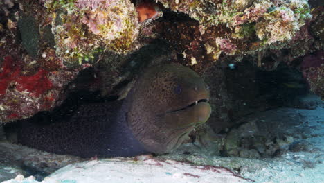 a beautiful giant moray eel with only one tooth left relaxes beneath a crevice on the sandy ocean floor