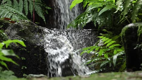 cascada serena en el exuberante bosque tropical