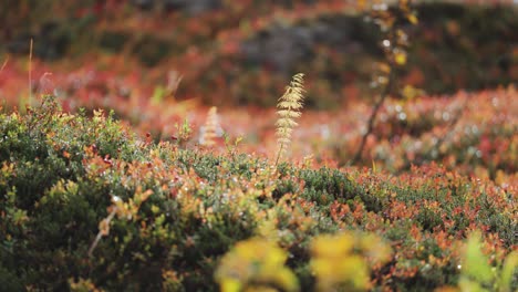 delicate stems of horse grass peak above the soft carpet of colorful autumn vegetation in the norwegian tundra