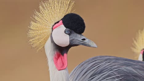 kenya birdlife and wildlife, grey crowned crane bird close up portrait in maasai mara in africa, african safari funny animals showing beauty in nature with colourful red and feathers crown