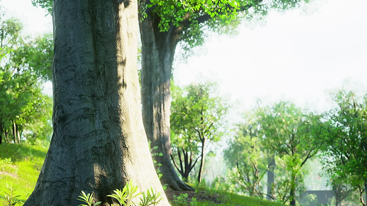 Green lawn with large courtyard at the morning sun