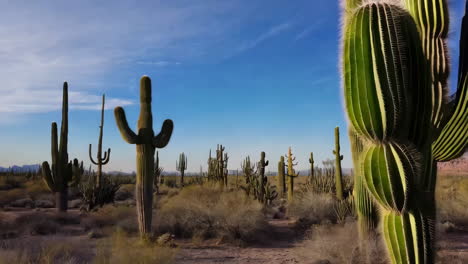 vast desert landscape with saguaro cacti under a clear blue sky