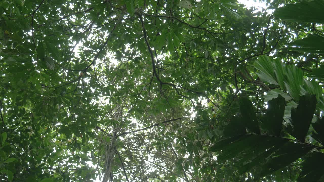 A dramatic low-angle shot captures the towering trees of the Amazon rainforest, their immense trunks stretching skyward into a dense, overcast sky.