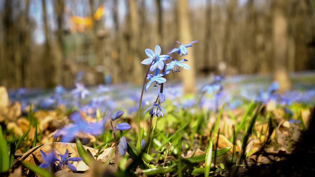 Bluebells in the spring Park on a Sunny day. Close - up of Scilla siberica or blue snowdrop. View from below, from ground level. 4K. 25 fps.