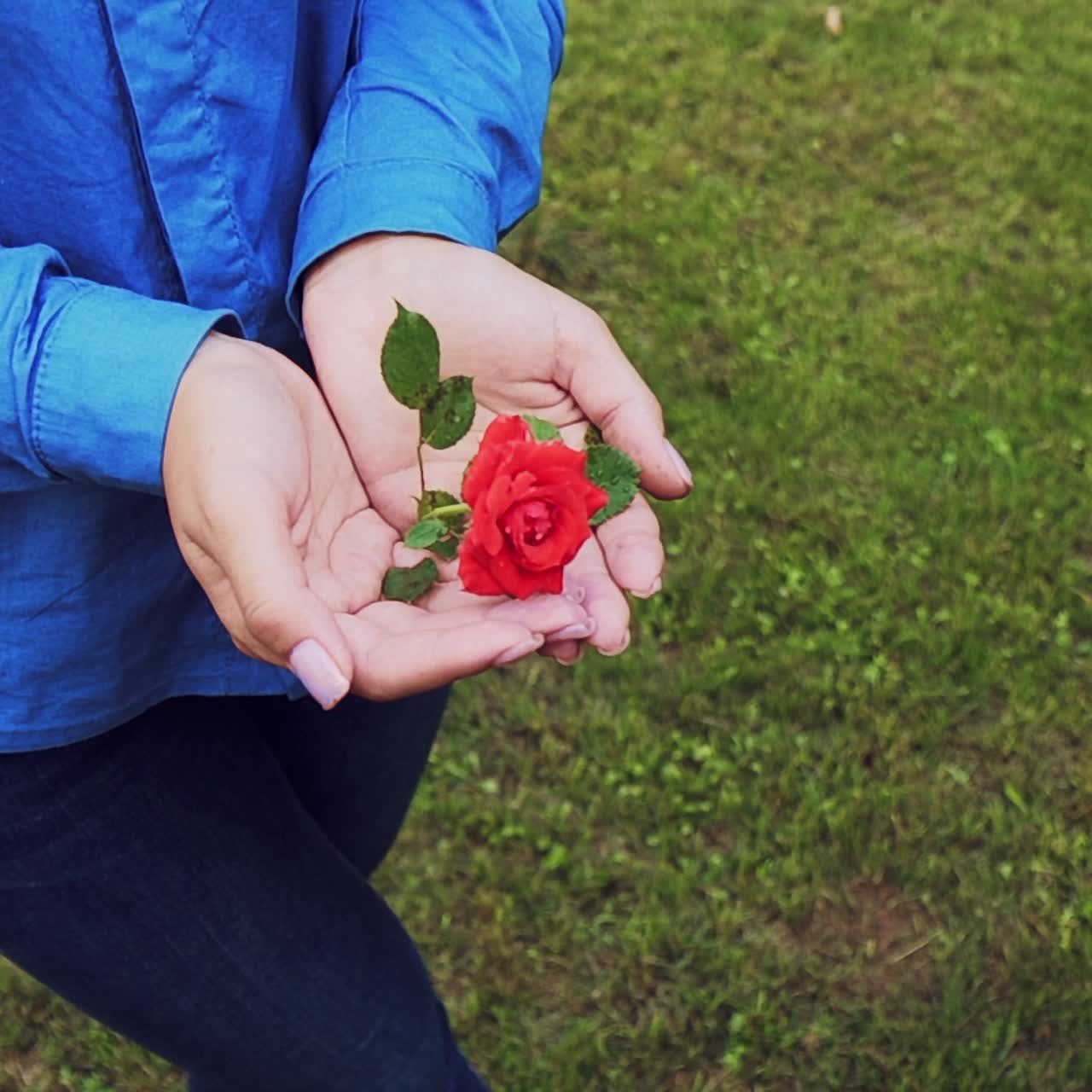 Hands of a woman with red rose