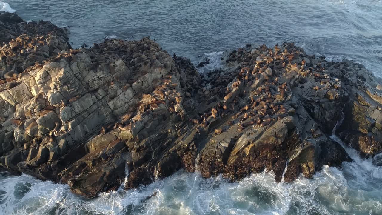 Enorme colonia di otarie sudamericane che si rilassano su un isolotto roccioso a Cobquecura, Santuario Piedra de la Loberia, in Cile