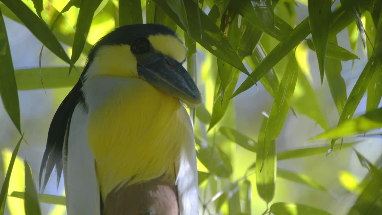 Closeup of a Boat-billed Heron staring down from its perch in the lush Peruvian rainforest.