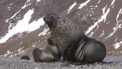 antarctic fur seal and pup, close up