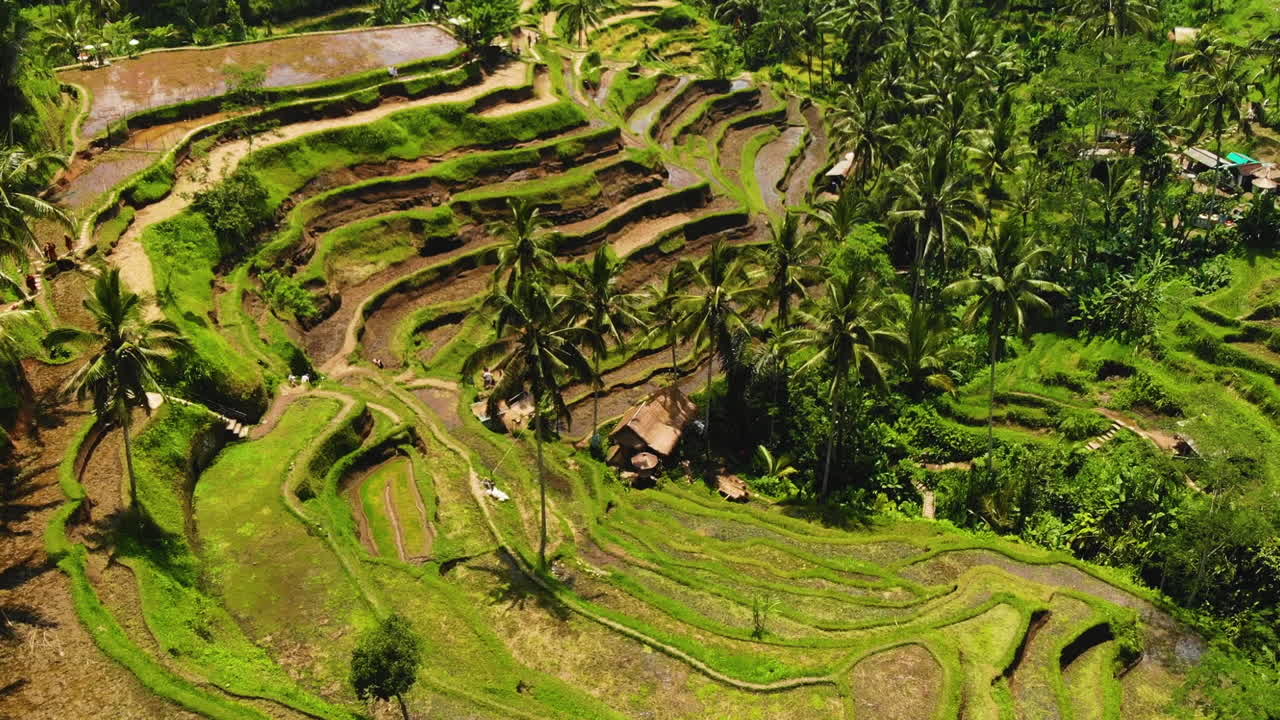imágenes aéreas de terrazas de arroz tegallalang en bali