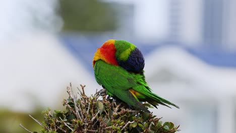 vibrant parrot interacts with environment over time